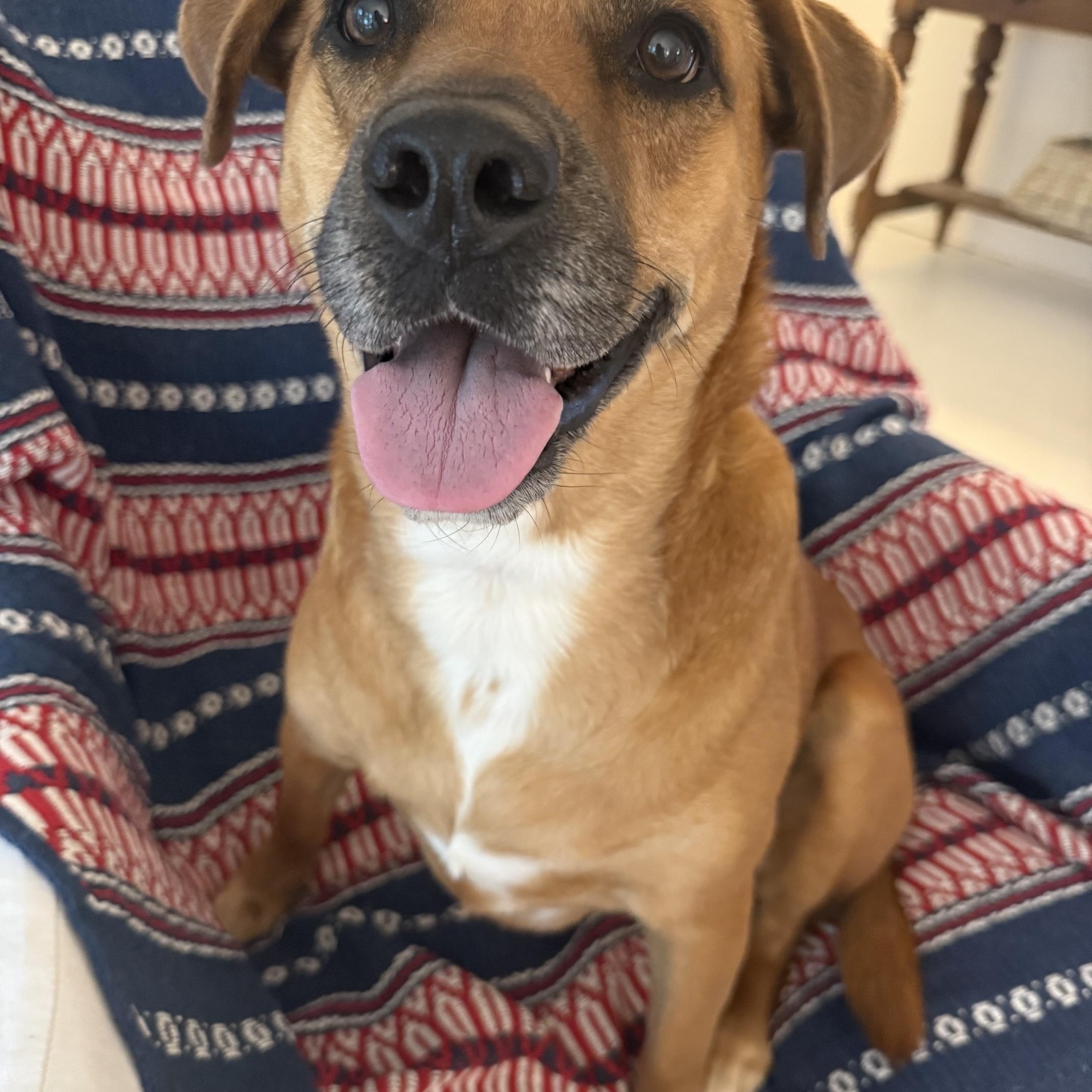 Enlarge Smiling Lila, a Adopted mixed breed in Brewster, NY image 3/6