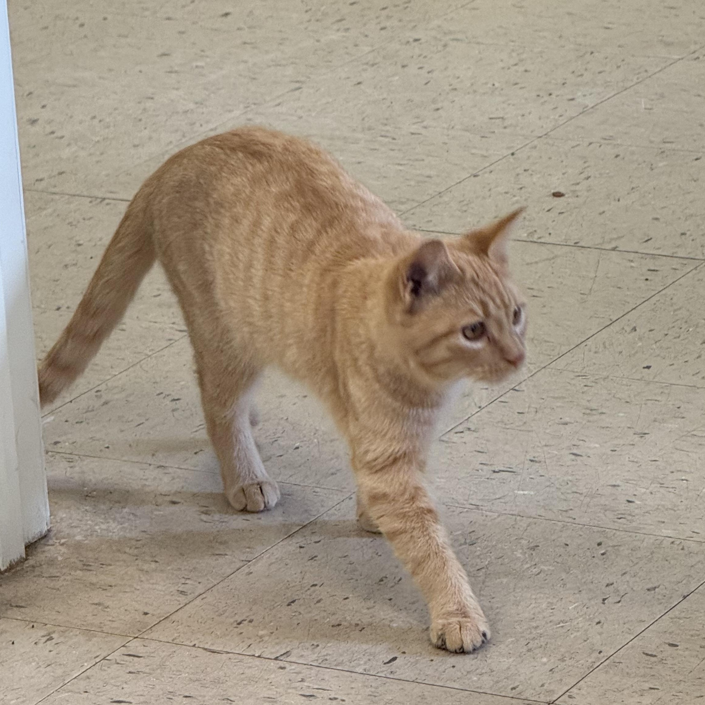 Enlarge Jojo 11942, an adopted Domestic Short Hair in Elberton, GA image 3/3