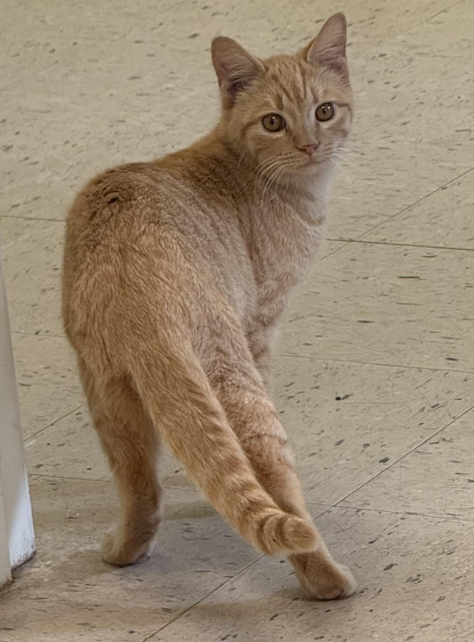 Enlarge Jojo 11942, an adopted Domestic Short Hair in Elberton, GA image 2/3