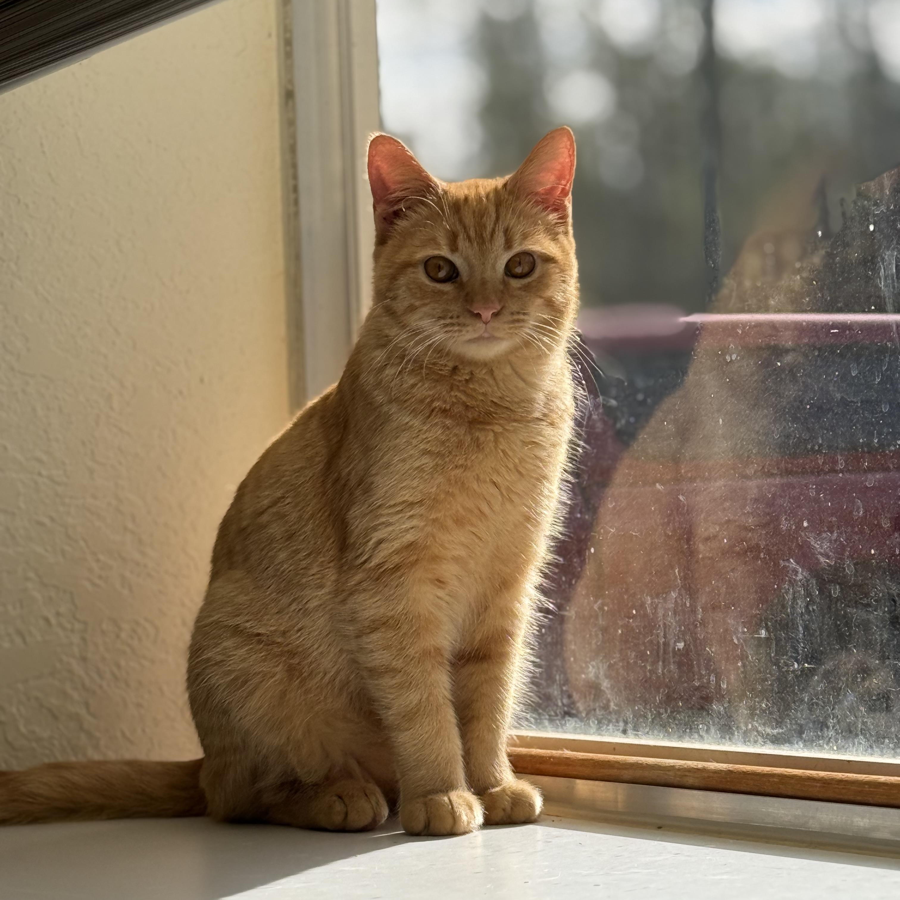 Enlarge Jojo 11942, an adopted Domestic Short Hair in Elberton, GA image 1/3