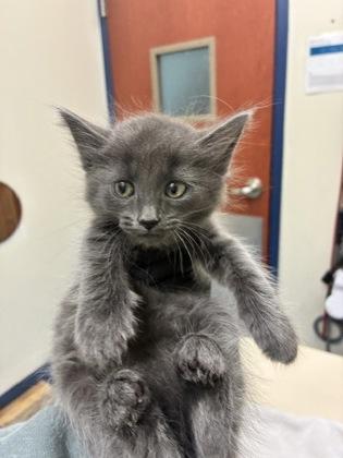 George Michael, adopted, Kitten Male Domestic Short Hair.