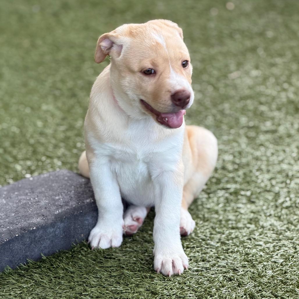 Enlarge KOOKABURRA, a Adoptable mixed breed in Wellington, FL image 1/4