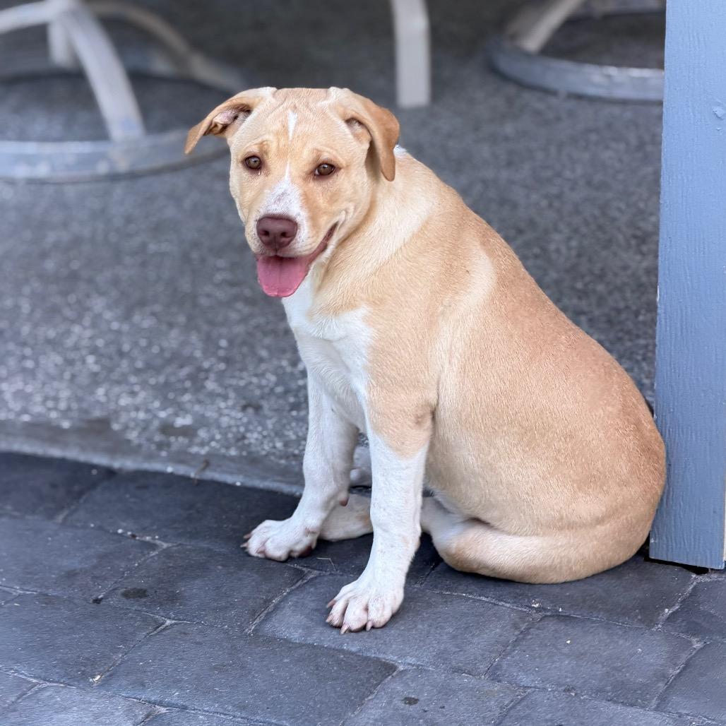 KOOKABURRA, a Adoptable mixed breed in Wellington, FL image 1/6