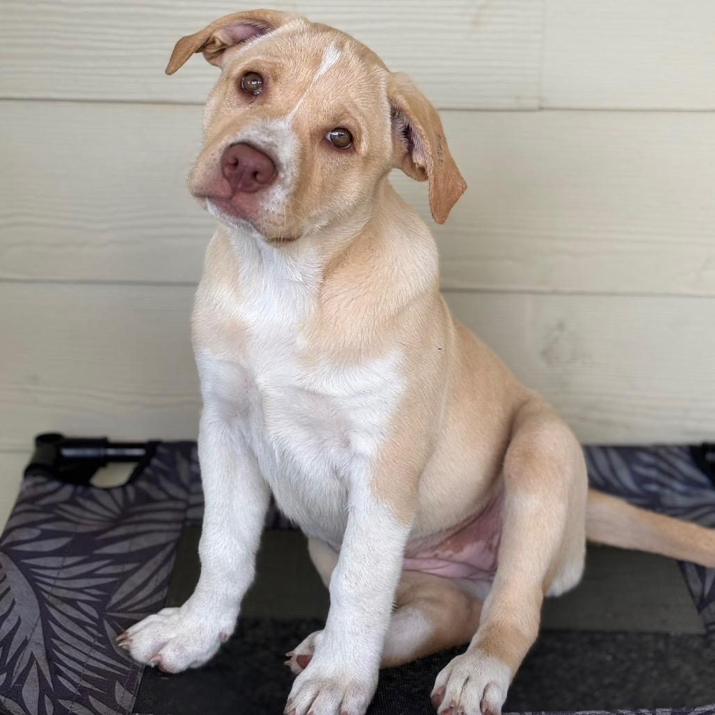 Enlarge KOOKABURRA, a Adoptable mixed breed in Wellington, FL image 1/6