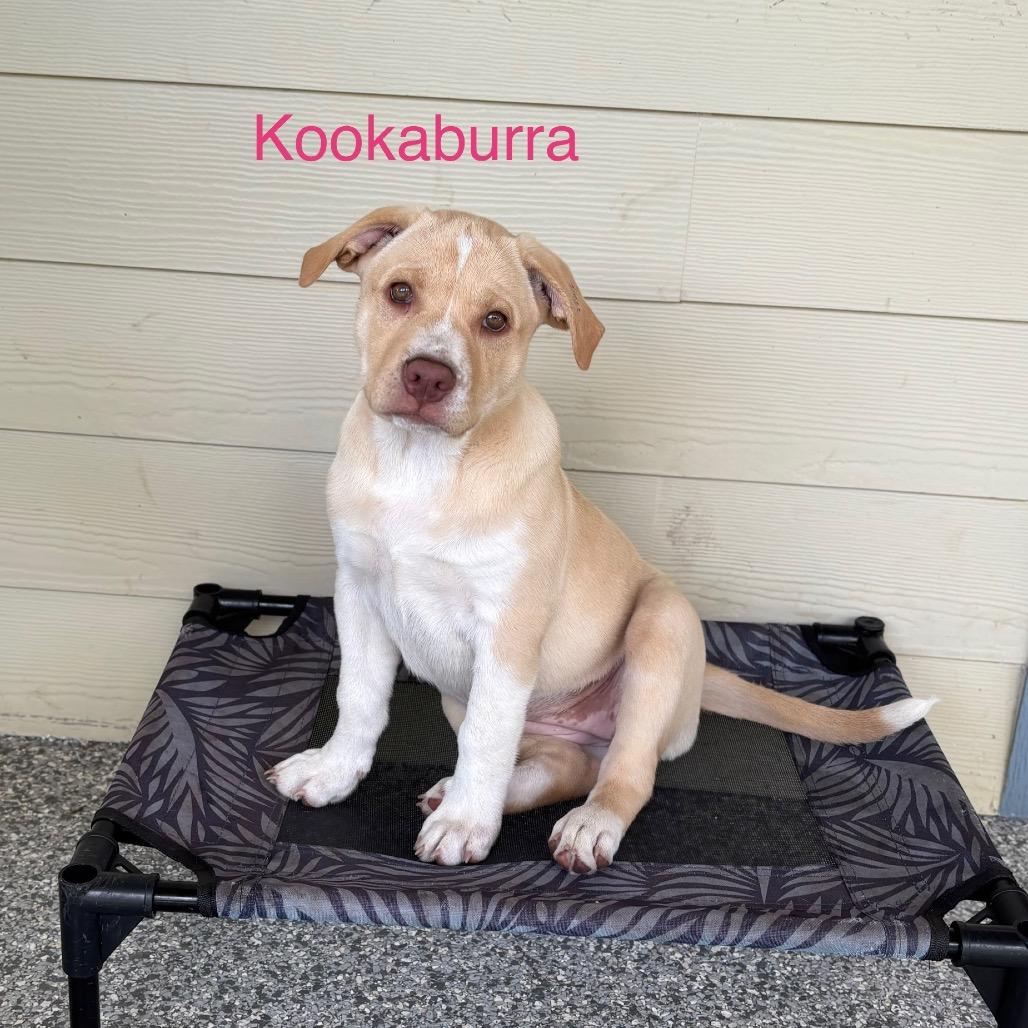 Enlarge KOOKABURRA, a Adoptable mixed breed in Wellington, FL image 2/6