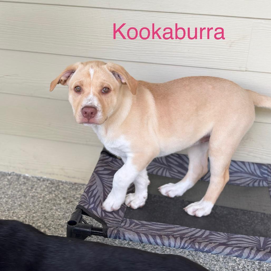 Enlarge KOOKABURRA, a Adoptable mixed breed in Wellington, FL image 5/6