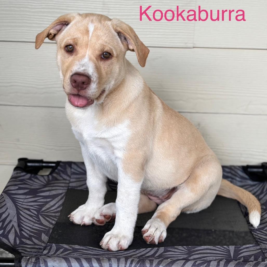 Enlarge KOOKABURRA, a Adoptable mixed breed in Wellington, FL image 6/6