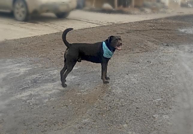 Cruz-SPONSORED ADOPTION, a ADOPTABLE mixed breed in Valley City, ND image 2/2