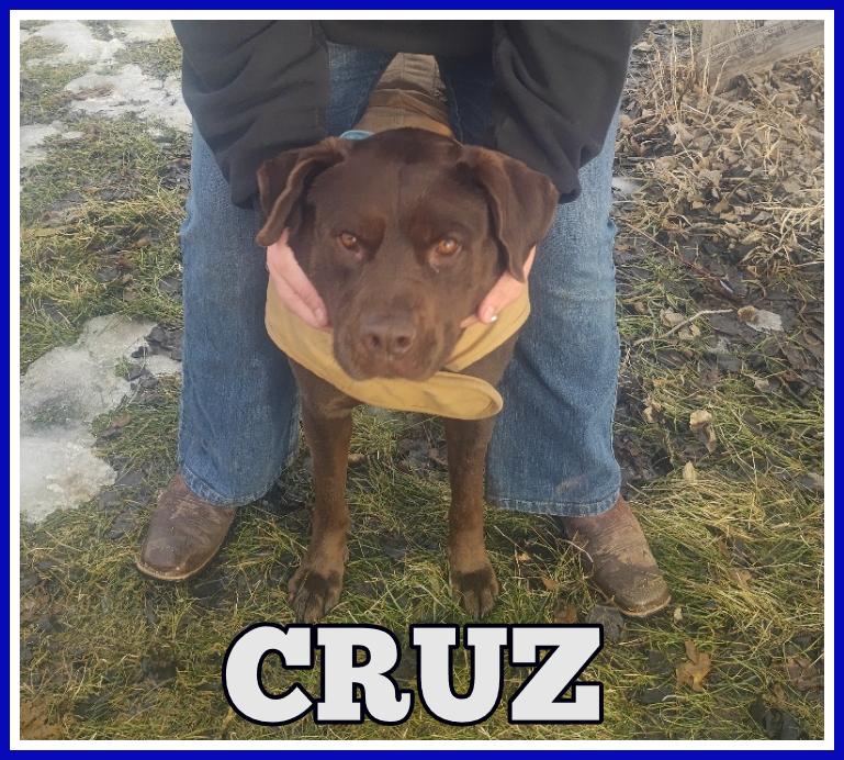 Cruz-SPONSORED ADOPTION, ADOPTABLE, Adult Male Labrador Retriever.