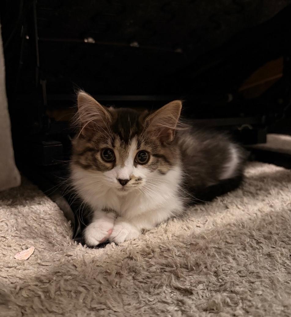 Clawdia, an adopted Domestic Long Hair in West Chester, OH image 3/3