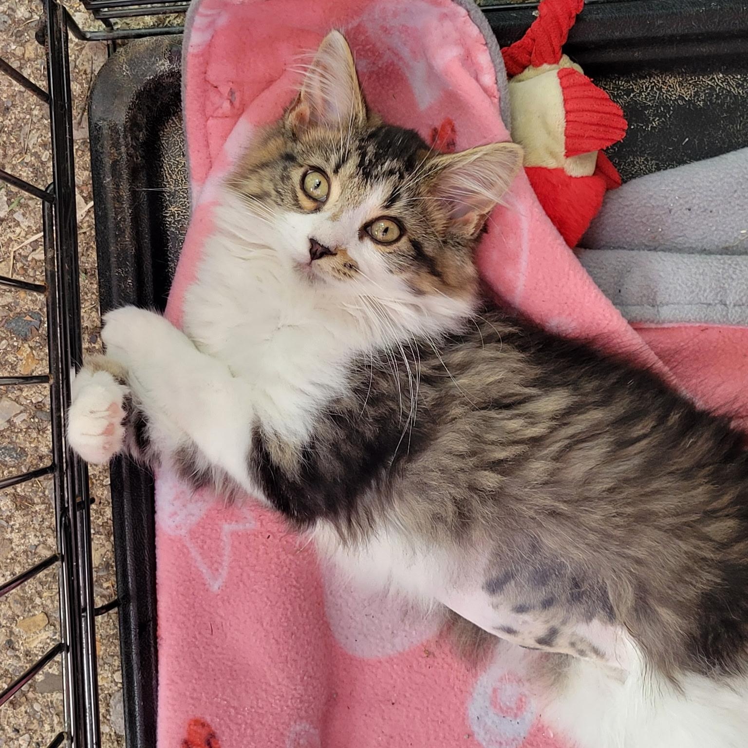 Clawdia, an adopted Domestic Long Hair in West Chester, OH image 1/3