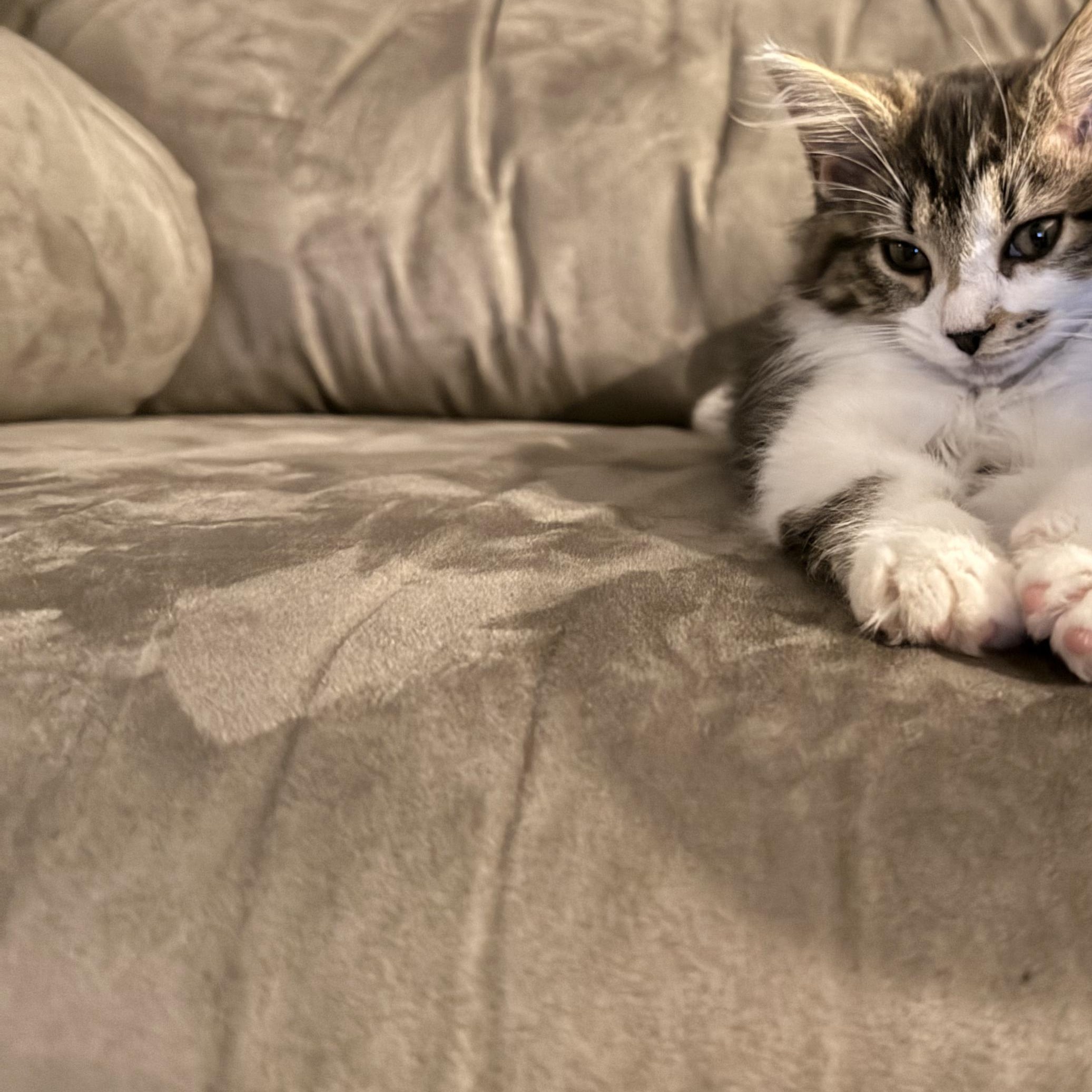 Clawdia, an adopted Domestic Long Hair in West Chester, OH image 2/3