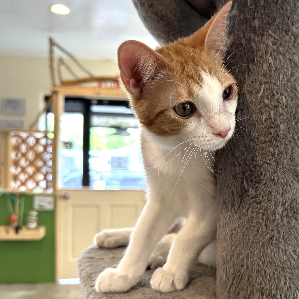 GingerSnaps, Adoptable, Young Female Domestic Short Hair.