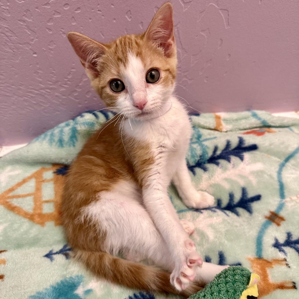 Enlarge GingerSnaps, a Adoptable Domestic Short Hair in Durango, CO image 2/6