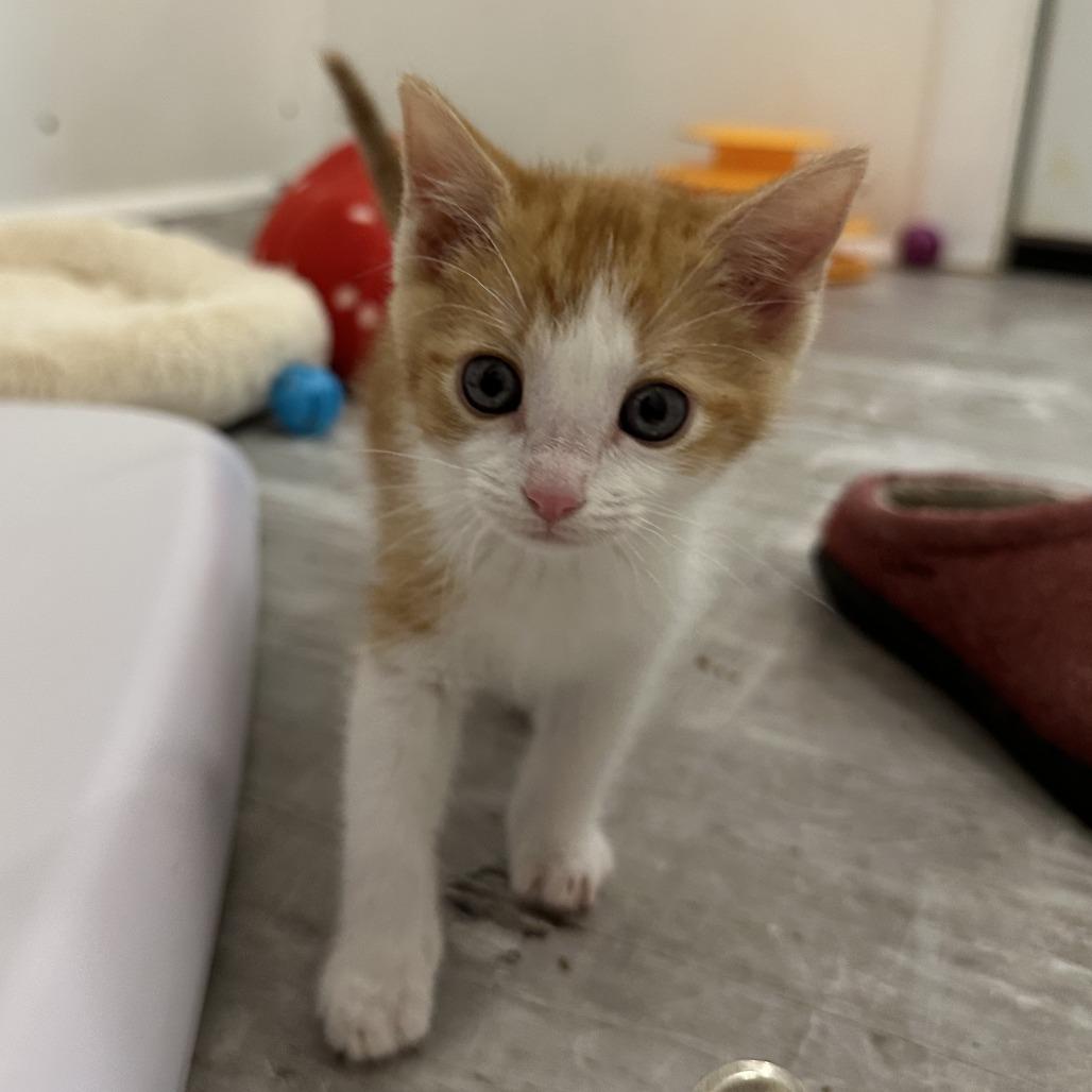 Enlarge GingerSnaps, a Adoptable Domestic Short Hair in Durango, CO image 3/6
