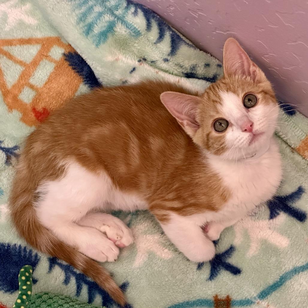 Enlarge GingerSnaps, a Adoptable Domestic Short Hair in Durango, CO image 4/6