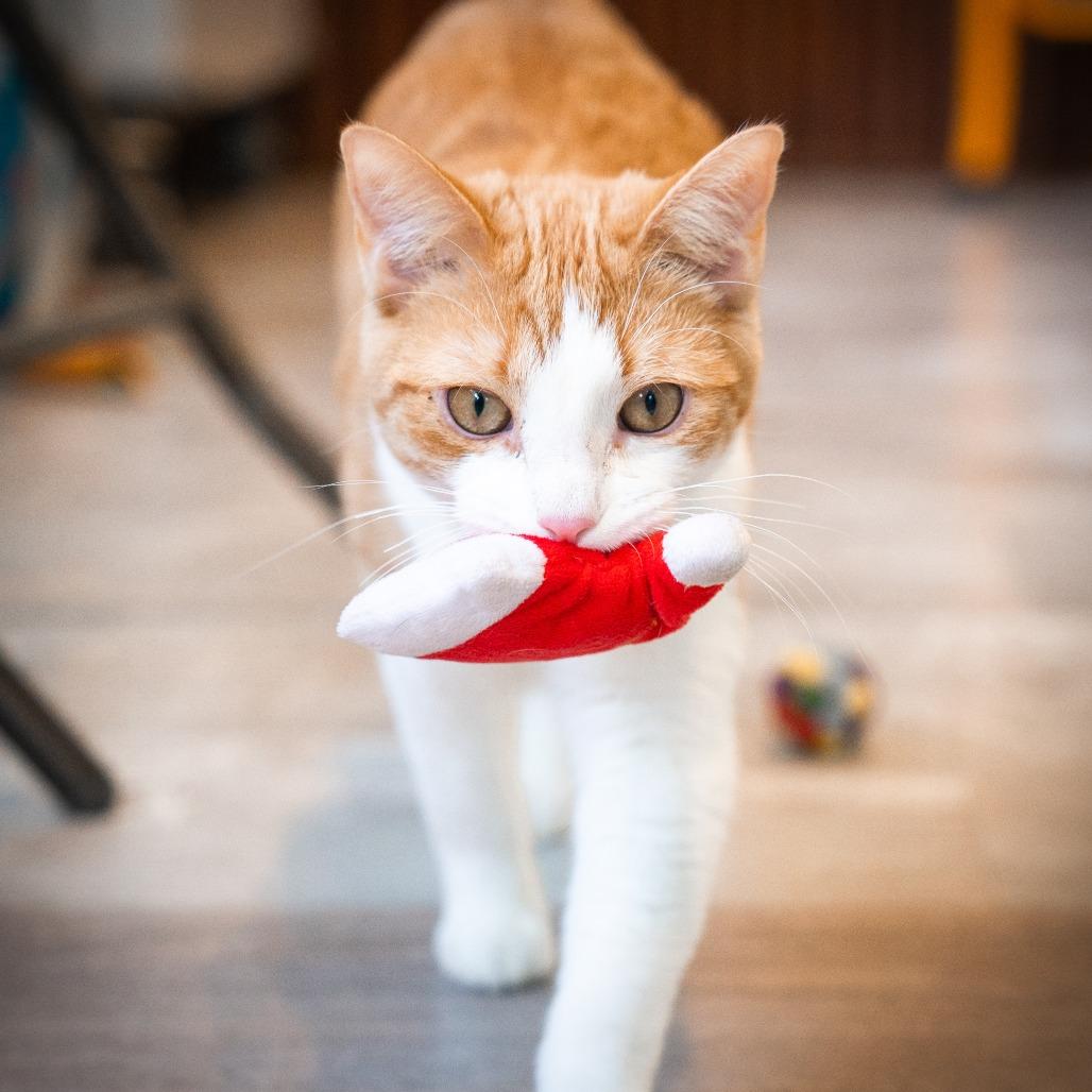 Enlarge GingerSnaps, a Adoptable Domestic Short Hair in Durango, CO image 5/6