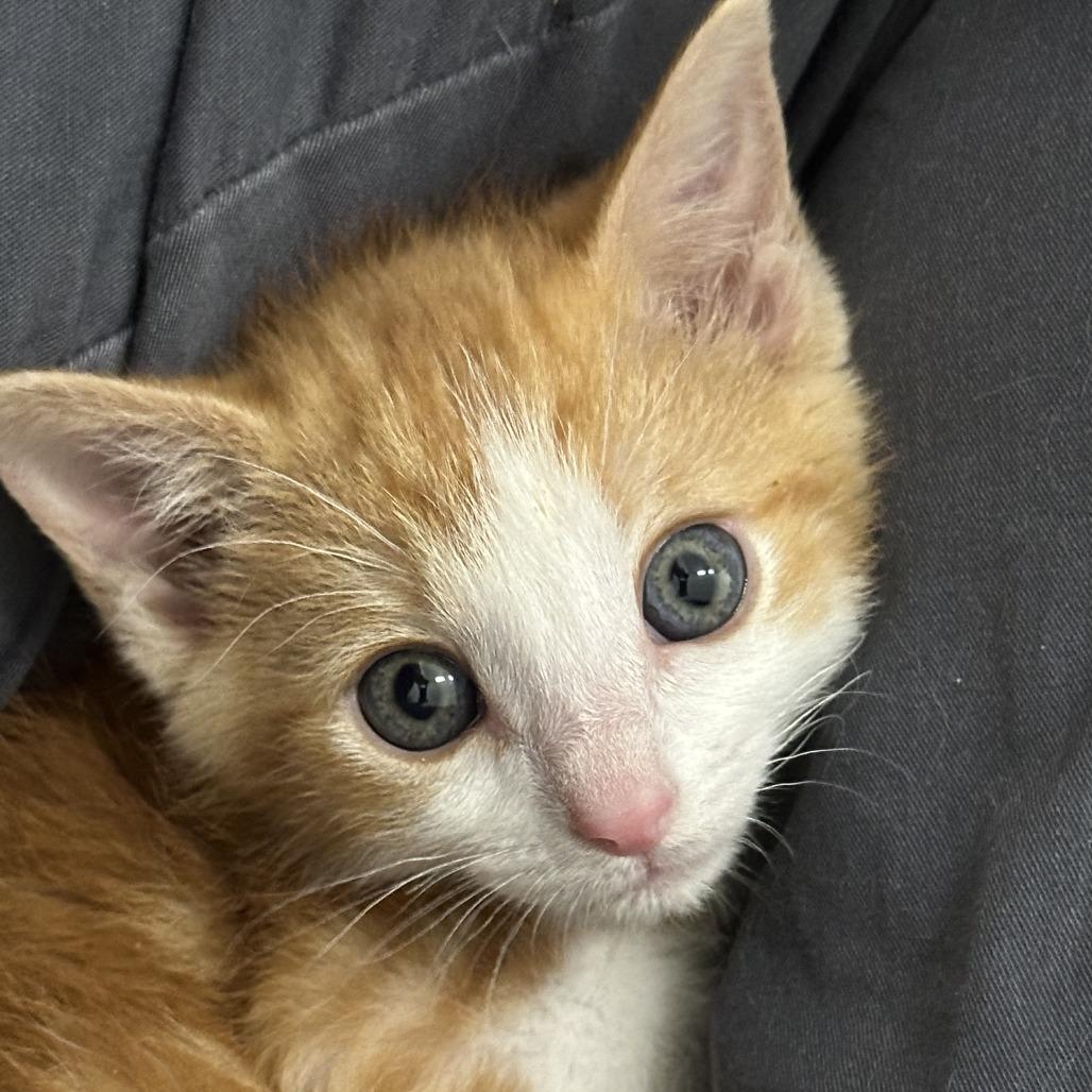 Enlarge GingerSnaps, a Adoptable Domestic Short Hair in Durango, CO image 6/6
