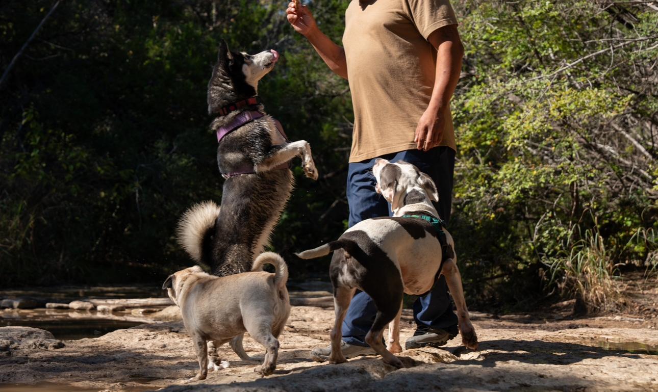 Betty Lou, an adoptable Husky in Casper, WY, 82609 | Photo Image 3