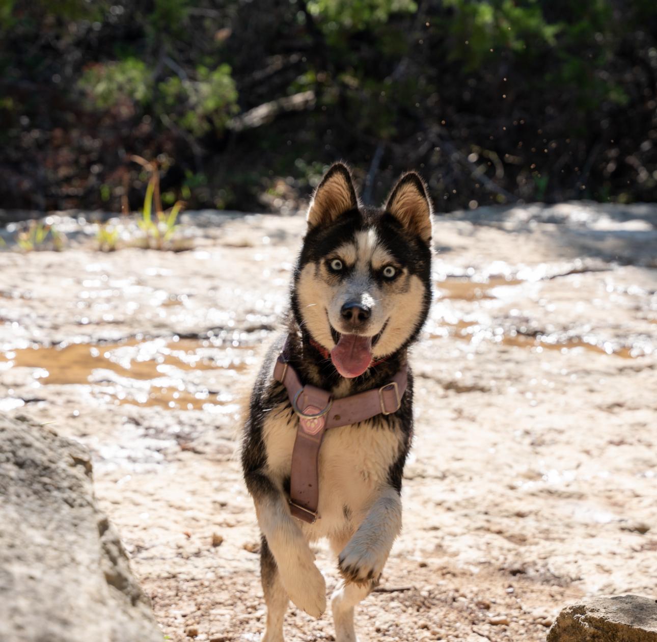 Betty Lou, an adoptable Husky in Casper, WY, 82609 | Photo Image 1