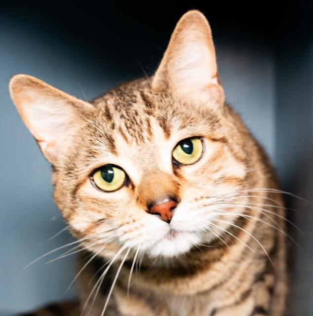 SIMBA, Adoptable, Adult Male Domestic Short Hair.