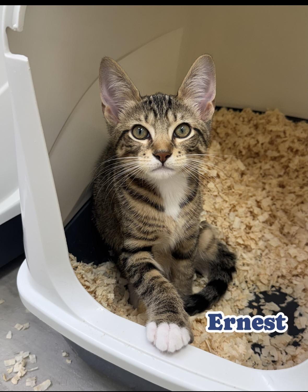 Ernest, adopted, Kitten Male Extra-Toes Cat / Hemingway Polydactyl.