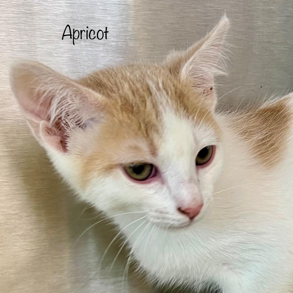 Apricot, Adoptable, Kitten Male Domestic Short Hair & Domestic Short Hair.