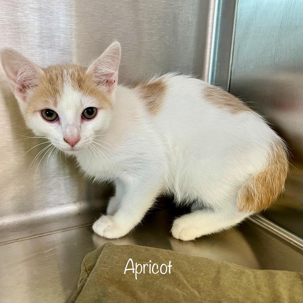 Enlarge Apricot, a Adoptable mixed breed in Madisonville, TN image 2/3