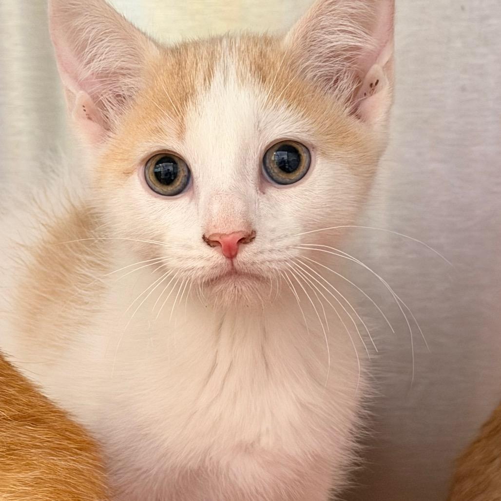 Enlarge Apricot, a Adoptable mixed breed in Madisonville, TN image 3/3