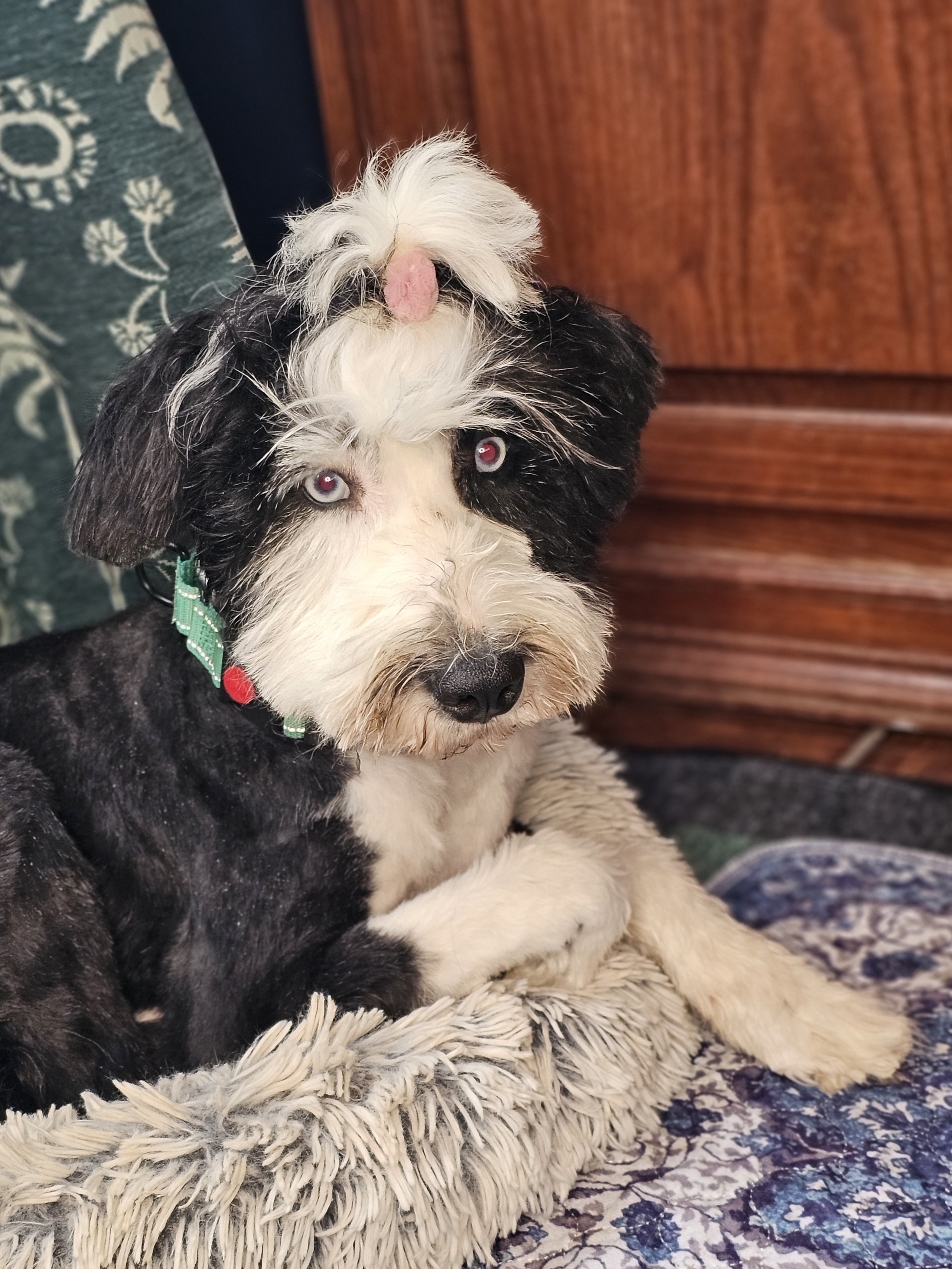 Enlarge Roxy, a Adoptable mixed breed in Argyle, TX image 1/4