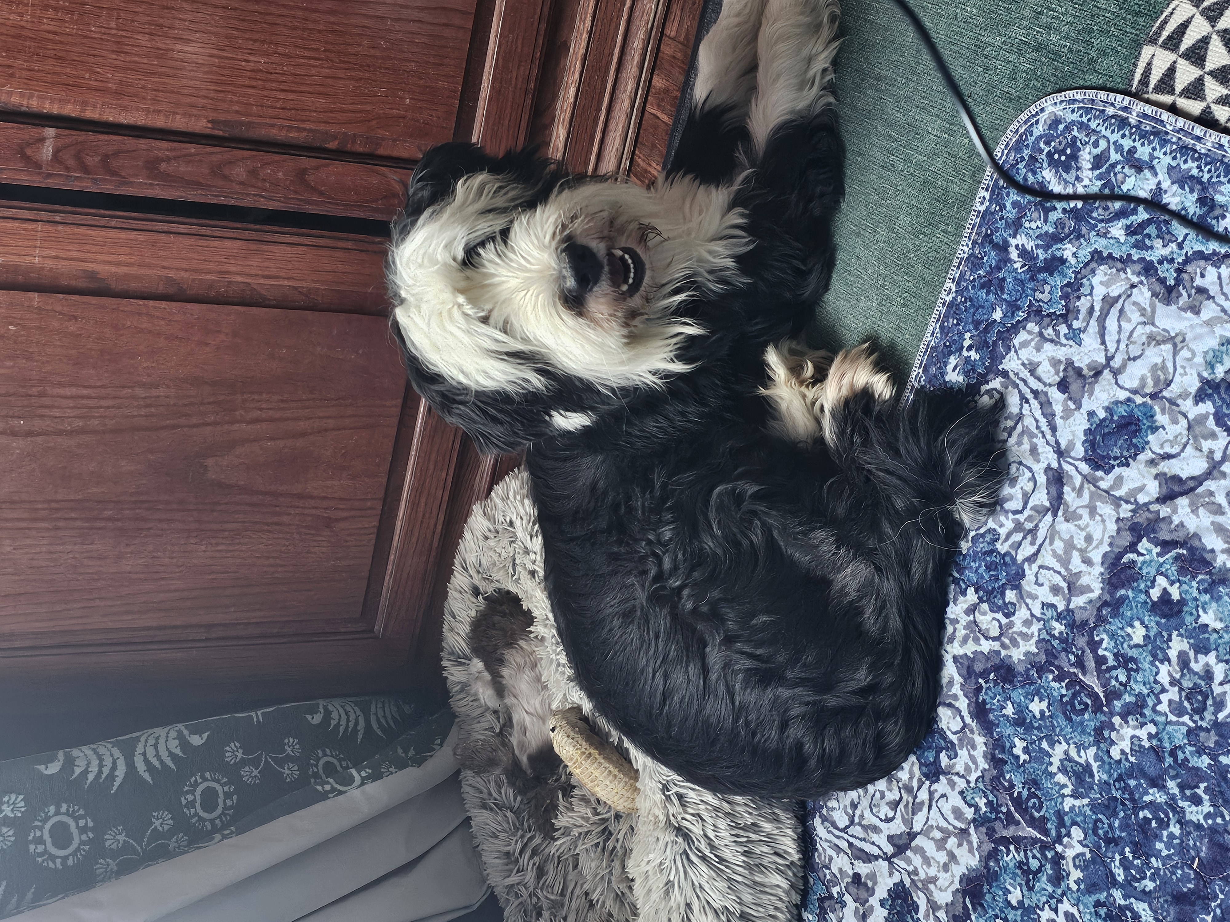 Enlarge Roxy, a Adoptable mixed breed in Argyle, TX image 2/4