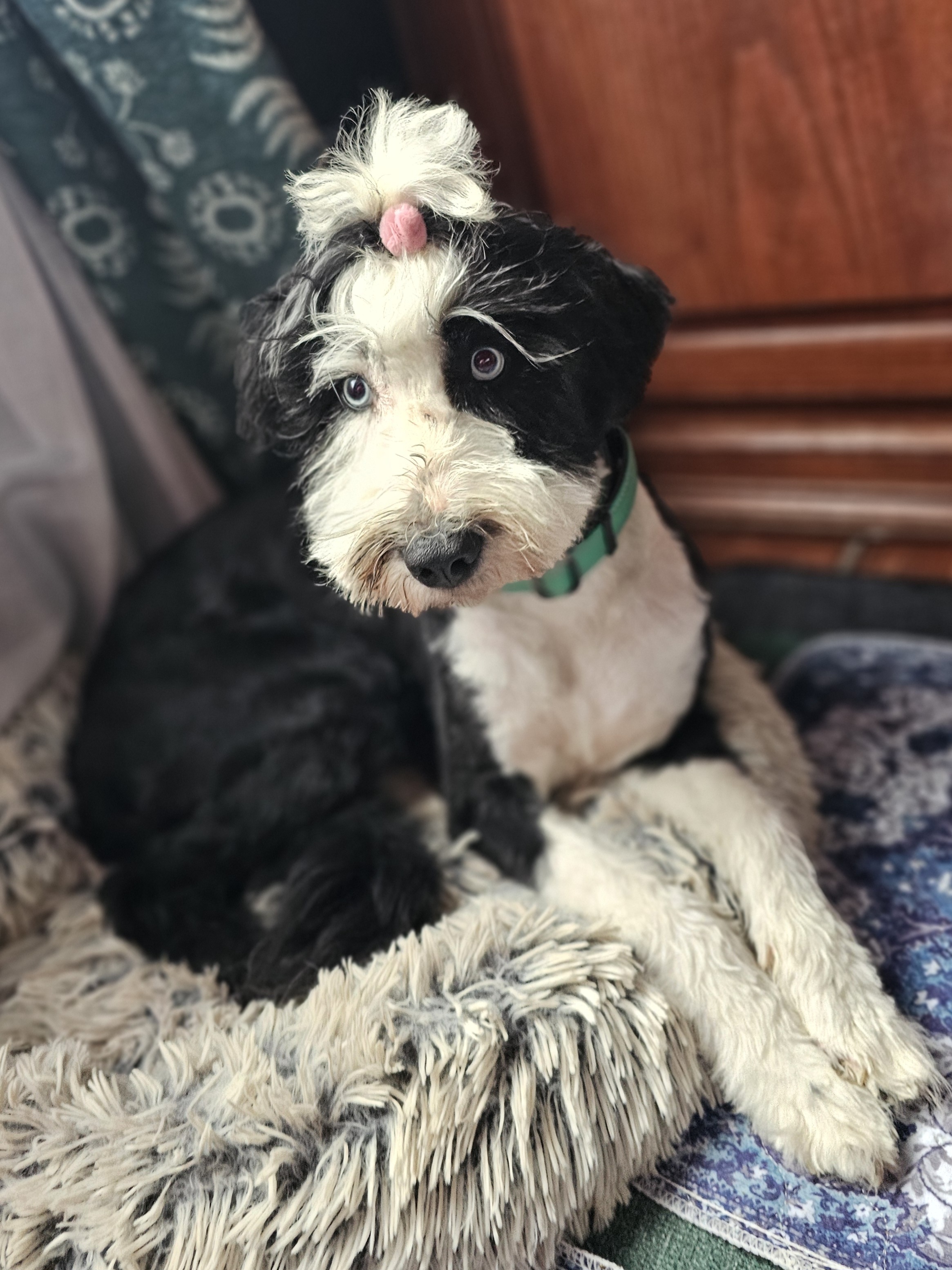 Enlarge Roxy, a Adoptable mixed breed in Argyle, TX image 3/4