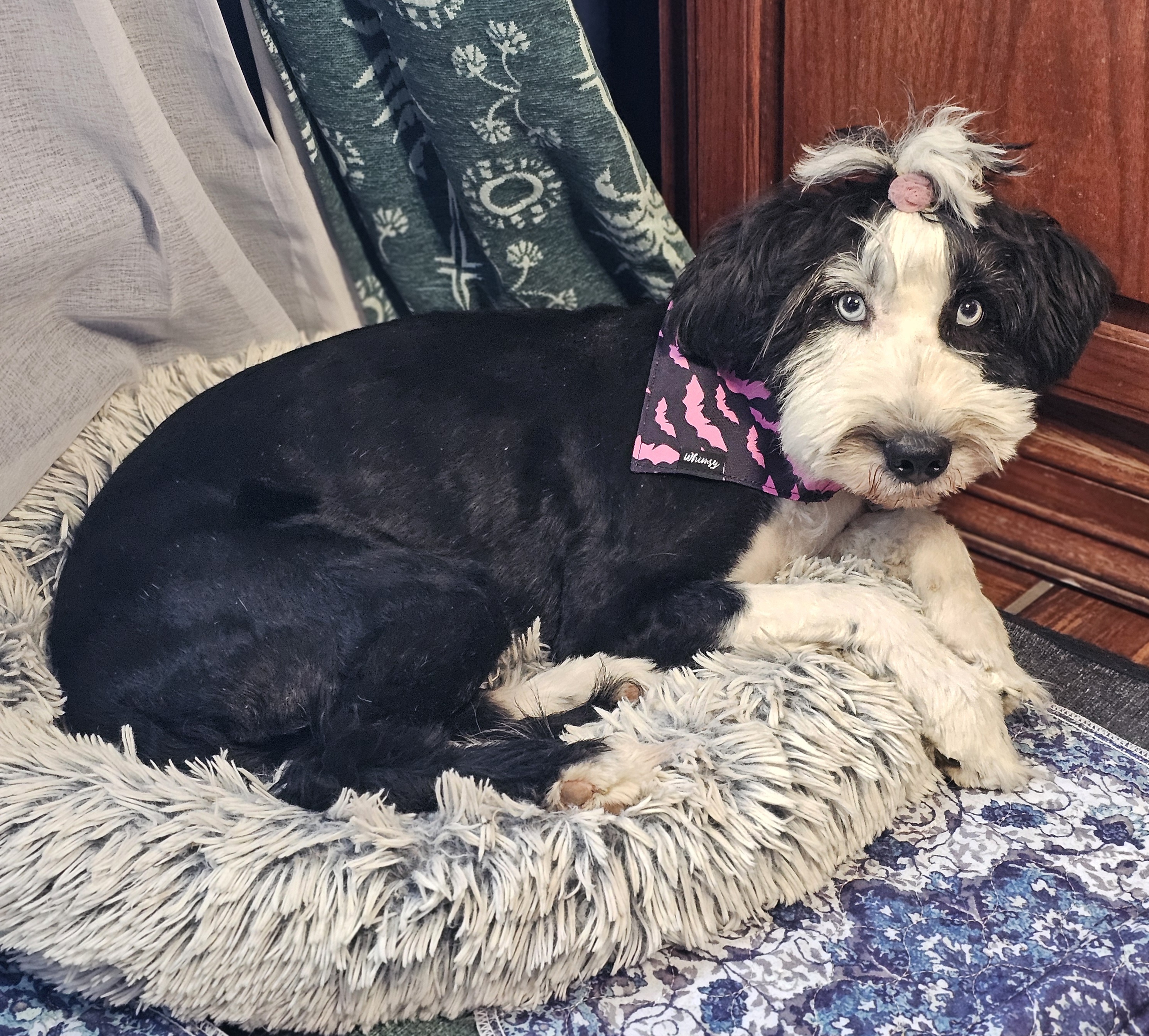 Enlarge Roxy, a Adoptable mixed breed in Argyle, TX image 4/4