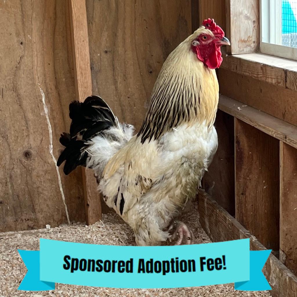 Rocky, Adoptable, Adult Male Chicken.