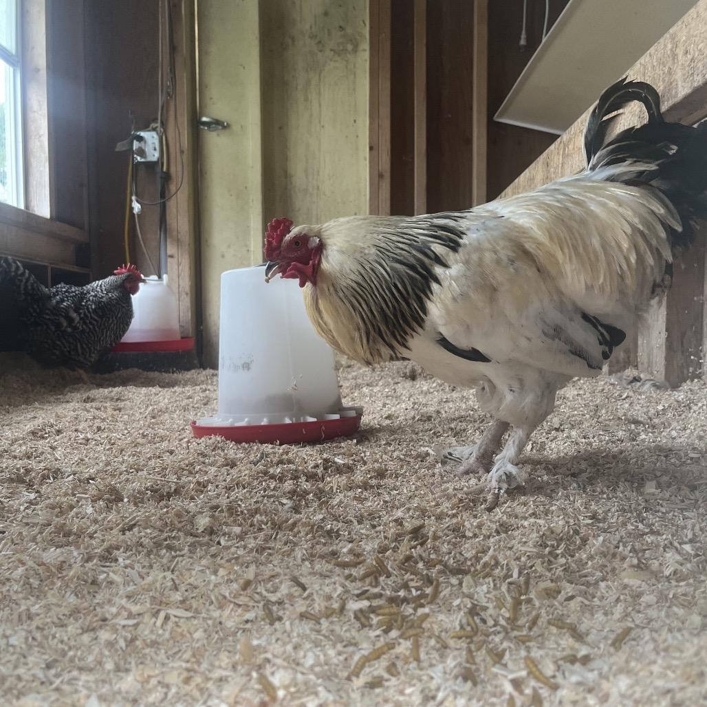 Enlarge Rocky, a Adoptable Chicken in Novelty, OH image 1/4