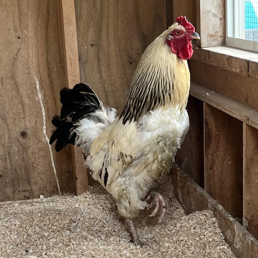 Enlarge Rocky, a Adoptable Chicken in Novelty, OH image 2/4