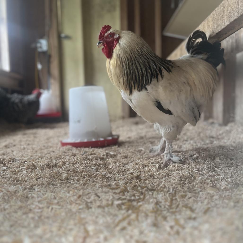 Enlarge Rocky, a Adoptable Chicken in Novelty, OH image 3/4