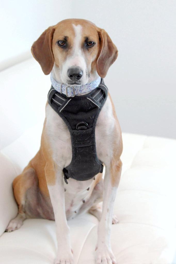 Enlarge Star, a Adoptable mixed breed in Savage, MN image 1/6