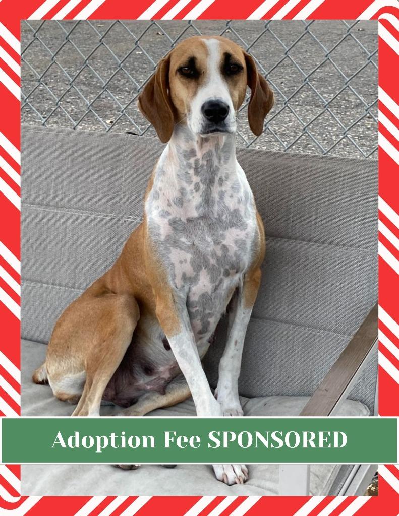 Star, Adoptable, Adult Female Hound & Mixed Breed.