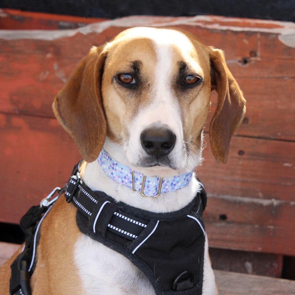 Enlarge Star, a Adoptable mixed breed in Savage, MN image 6/6