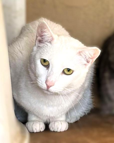 Snowdrop, Adoptable, Adult Female American Shorthair & Domestic Short Hair.
