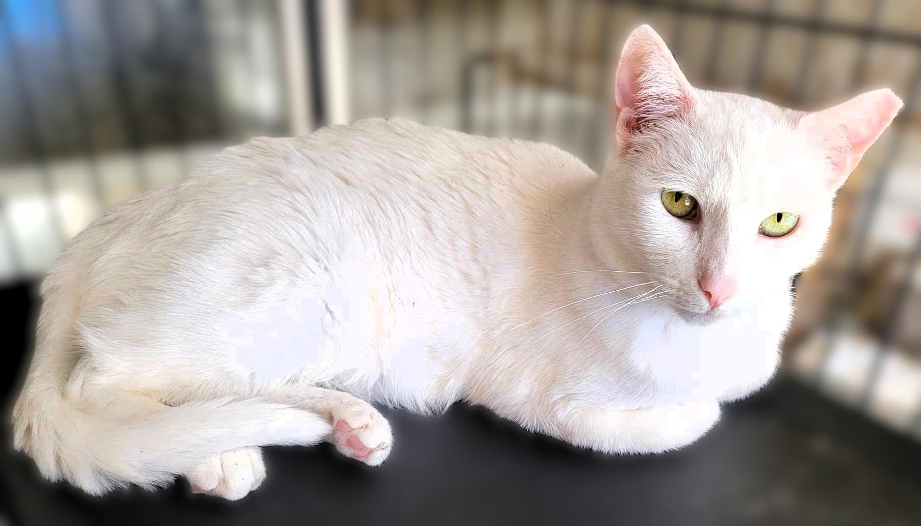 Snowdrop, a Adoptable mixed breed in los gatos, CA image 2/3