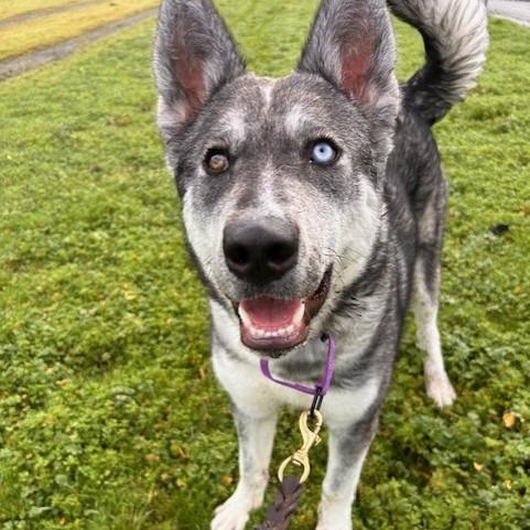 Enlarge Castro, a Adoptable Husky in Port Townsend, WA image 4/6