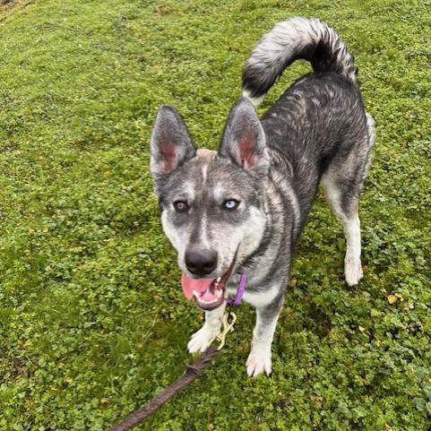 Enlarge Castro, a Adoptable Husky in Port Townsend, WA image 6/6
