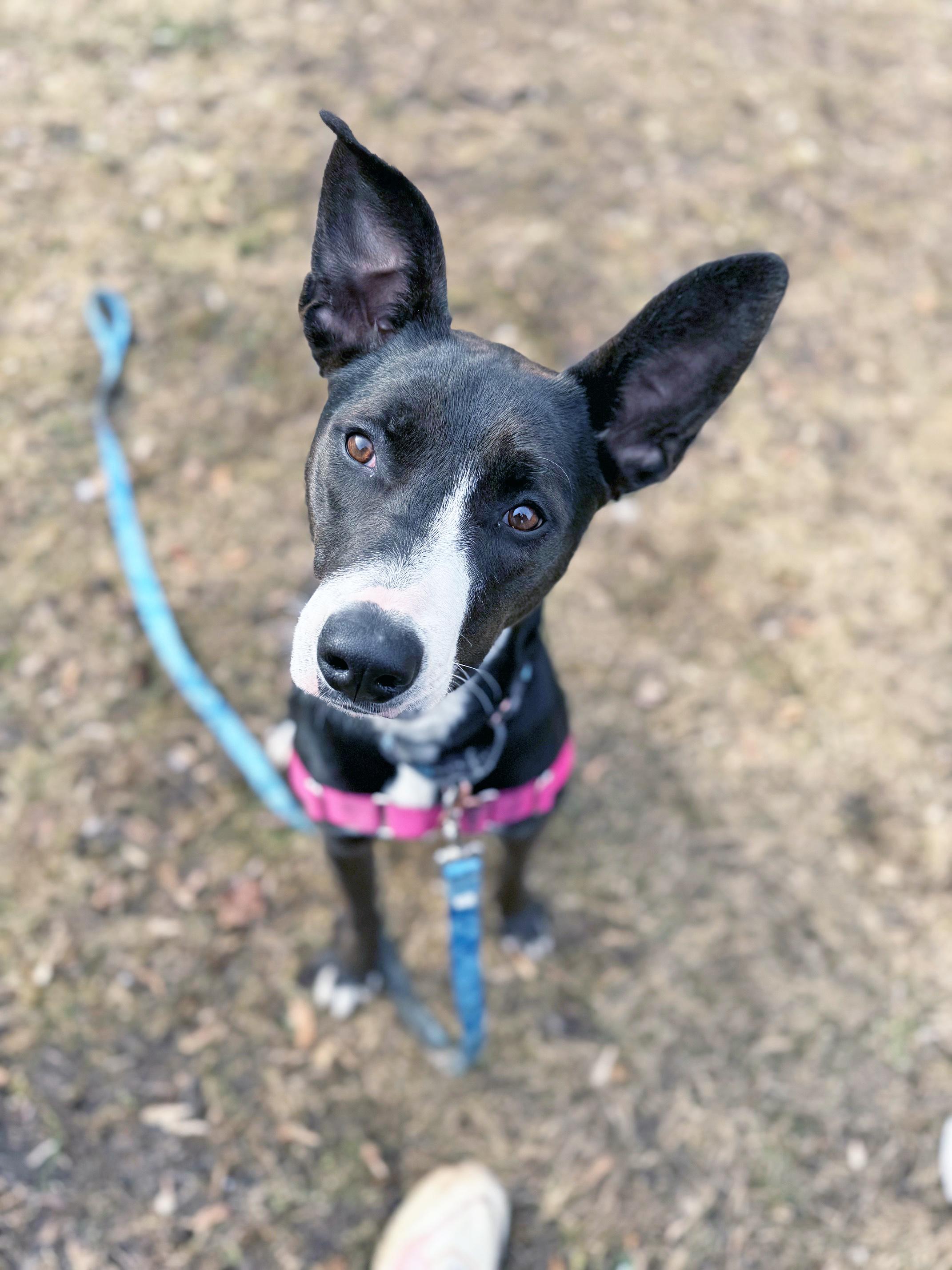 Enlarge Mimsy-Fun spirited, eager to learn, an adopted mixed breed in Oshkosh, WI image 2/6