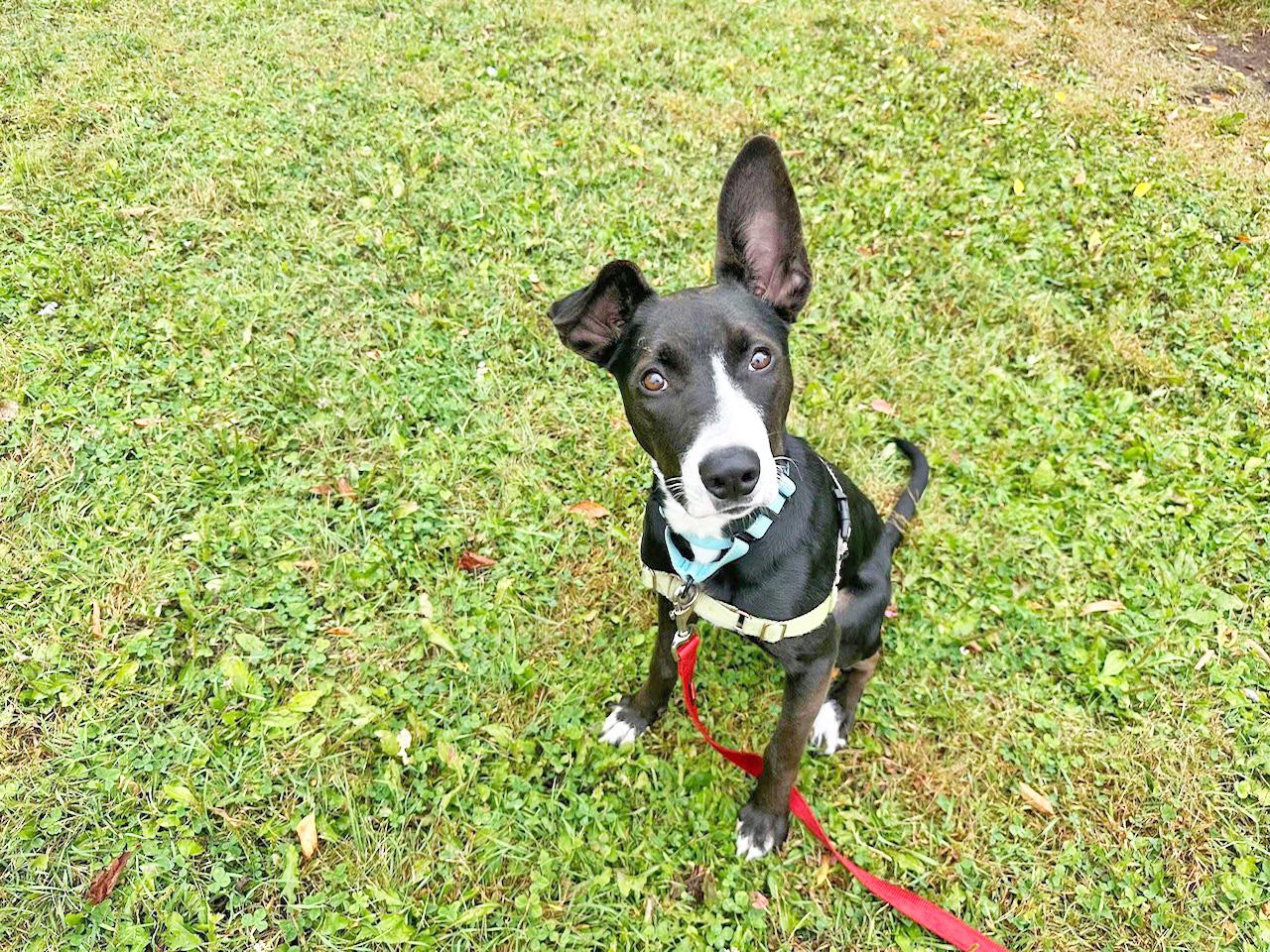 Enlarge Mimsy-Fun spirited, eager to learn, an adoptable mixed breed in Oshkosh, WI image 3/6