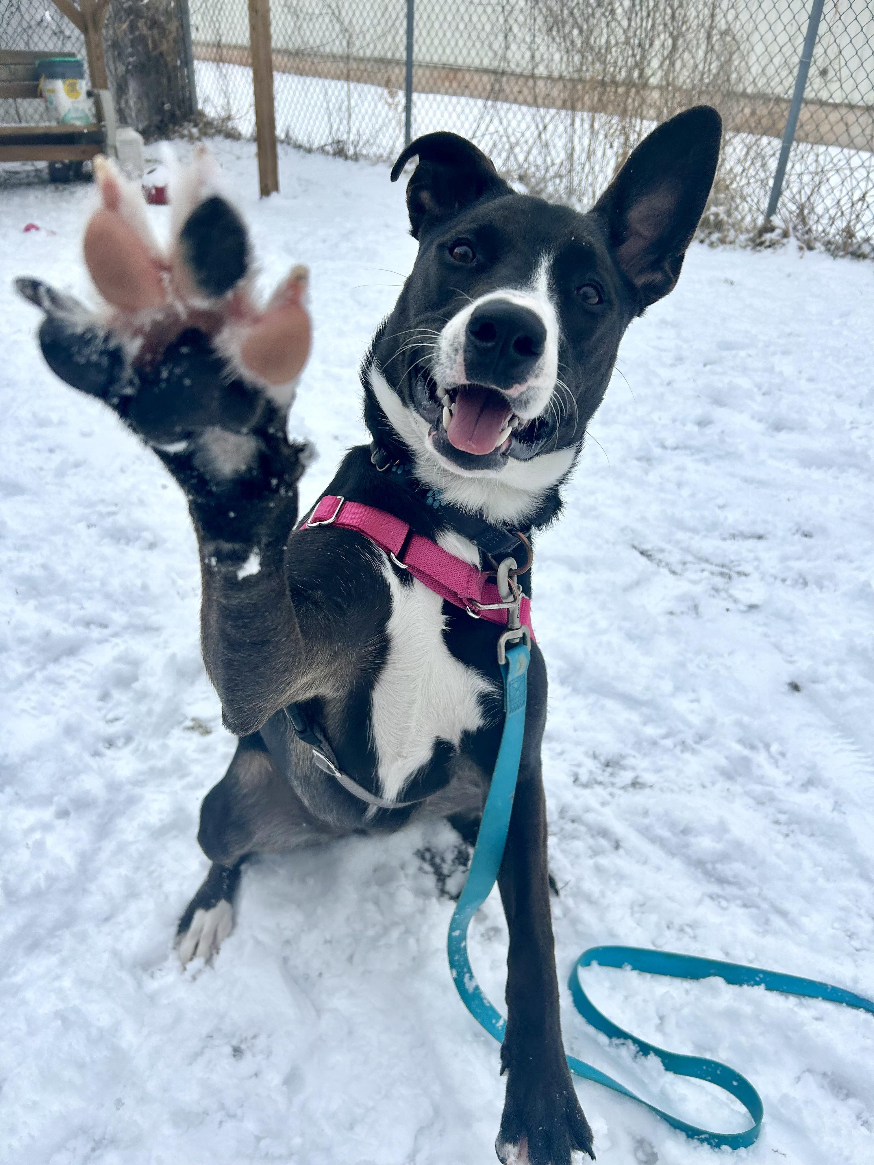 Enlarge Mimsy-Fun spirited, eager to learn, an adoptable mixed breed in Oshkosh, WI image 1/6