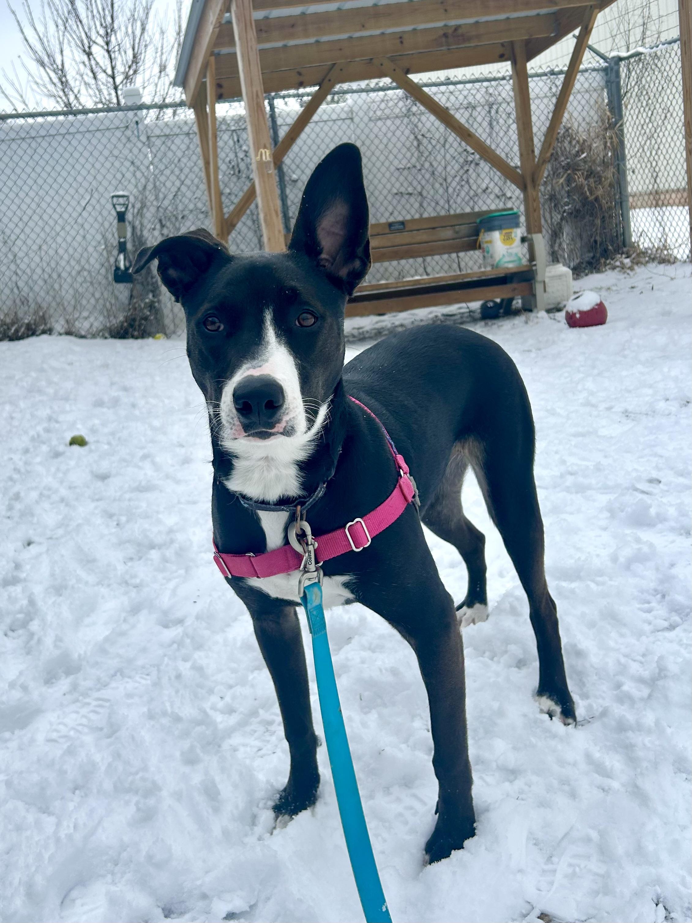 Enlarge Mimsy-Fun spirited, eager to learn, an adoptable mixed breed in Oshkosh, WI image 6/6