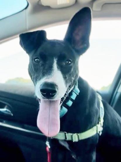 Enlarge Mimsy-Fun spirited, eager to learn, an adoptable mixed breed in Oshkosh, WI image 2/6