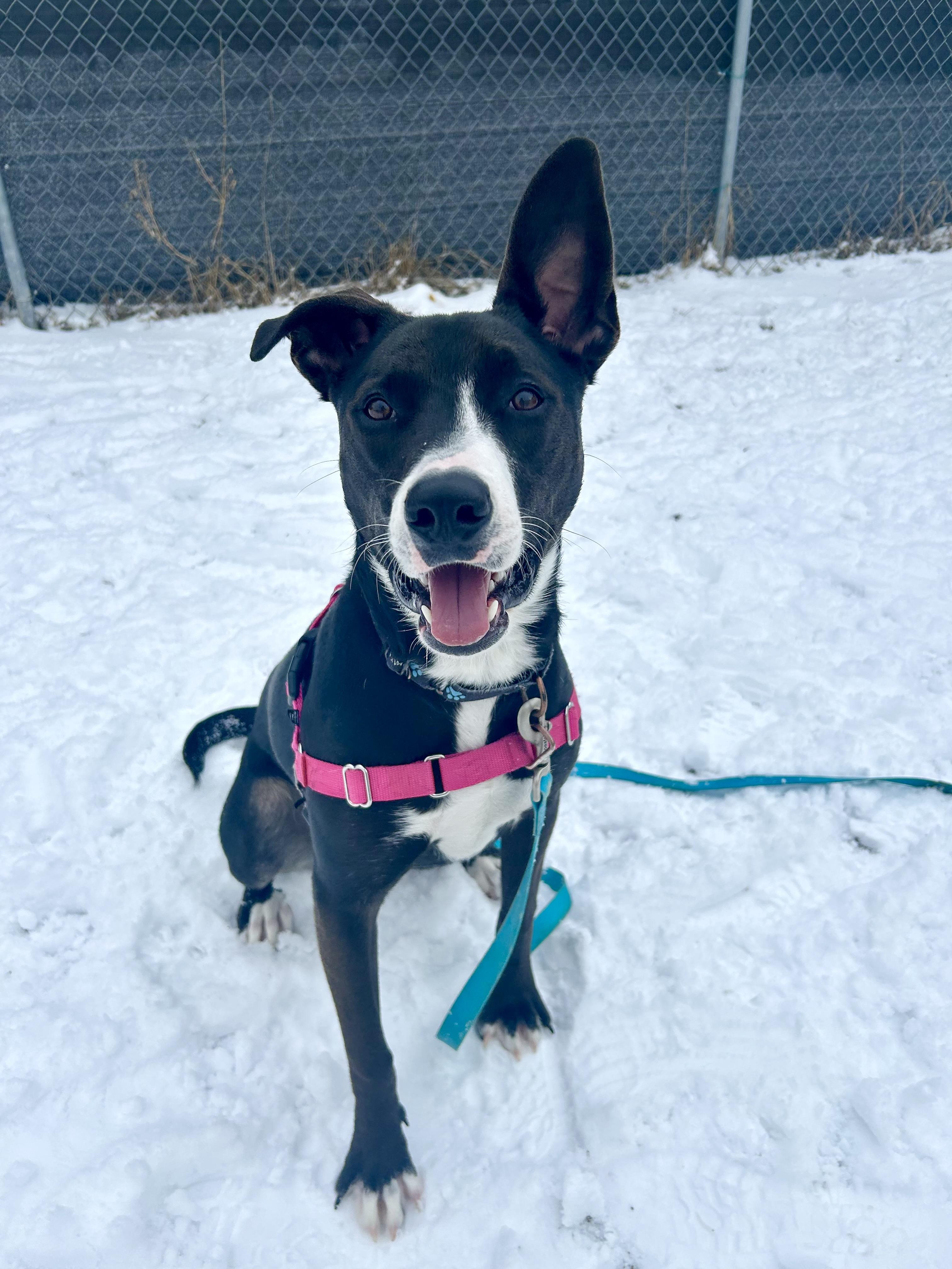 Enlarge Mimsy-Fun spirited, eager to learn, an adoptable mixed breed in Oshkosh, WI image 5/6